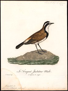 Saxicola pileata - 1796-1808 - Print - Iconographia Zoologica - Special Collections University of Amsterdam - UBA01 IZ16200312