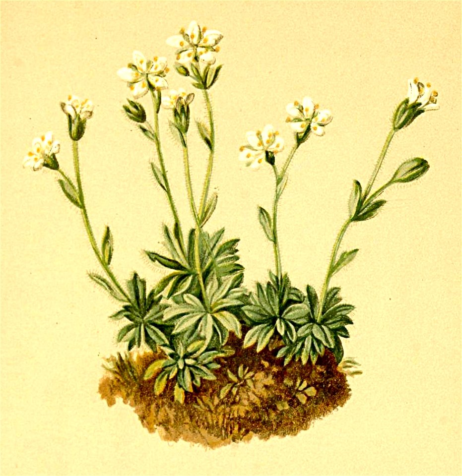 Saxifraga androsacea Atlas Alpenflora