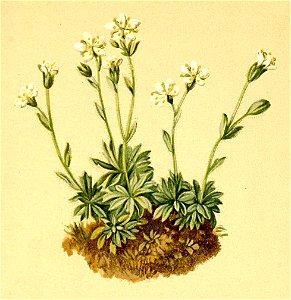 Saxifraga androsacea Atlas Alpenflora