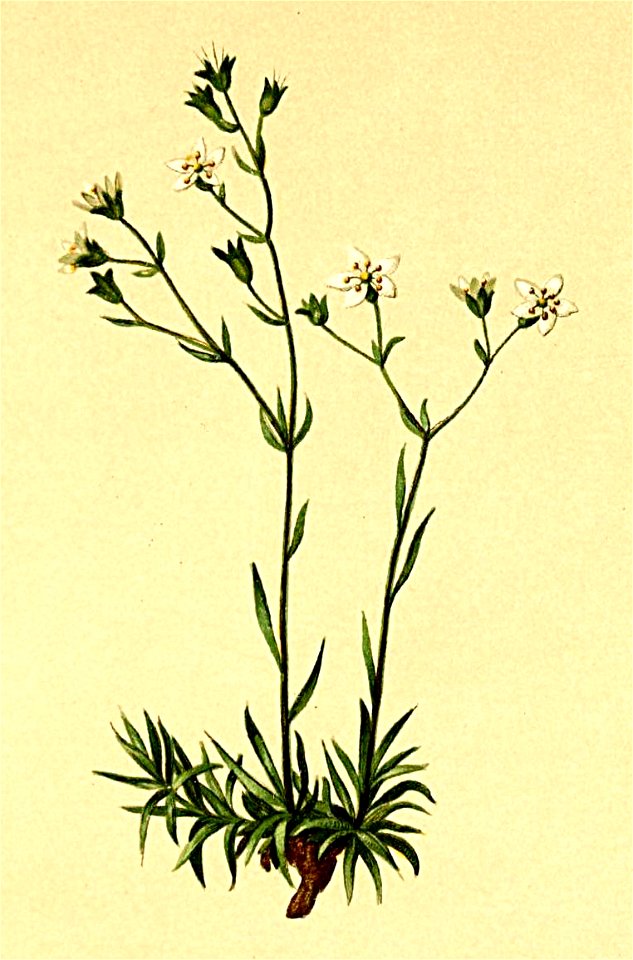Saxifraga tenella Atlas Alpenflora