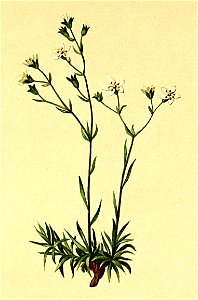 Saxifraga tenella Atlas Alpenflora
