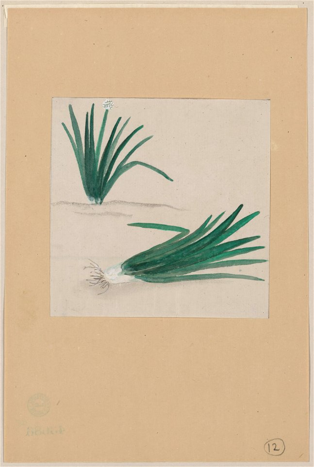 Scallions with plant growing in the background LCCN2009630035
