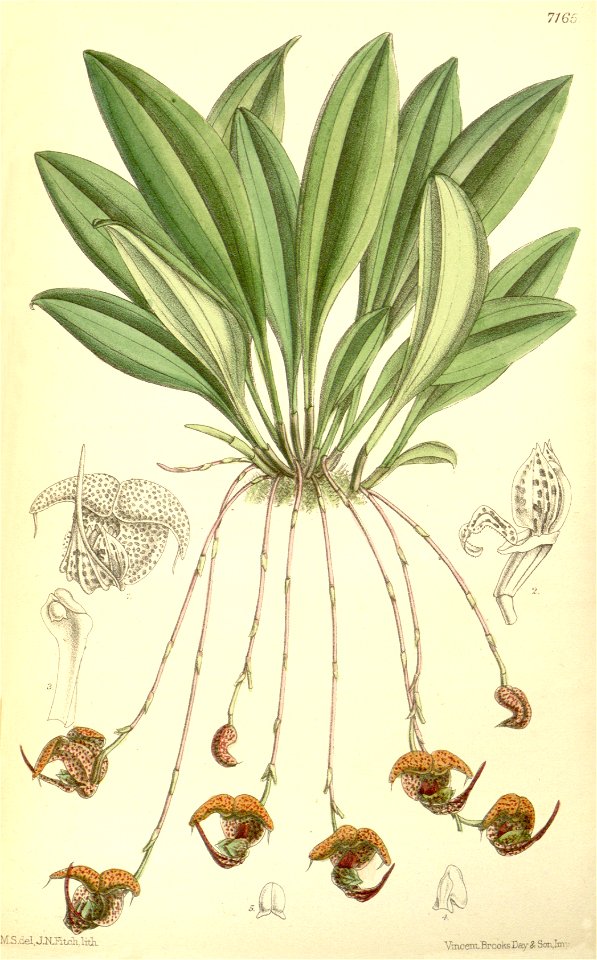Scaphosepalum anchoriferum (as Masdevallia punctata) - Curtis' 117 (Ser. 3 no. 47) pl. 7165 (1891)