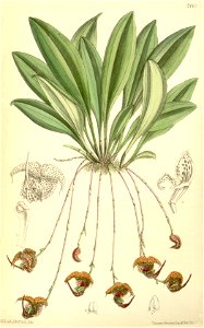 Scaphosepalum anchoriferum (as Masdevallia punctata) - Curtis' 117 (Ser. 3 no. 47) pl. 7165 (1891). Free illustration for personal and commercial use.