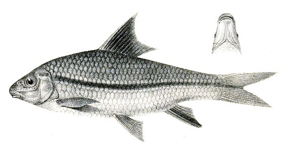 Scaphiodon nashii Achilles 133