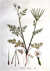 Scandix pecten — Flora Batava — Volume v1.jp