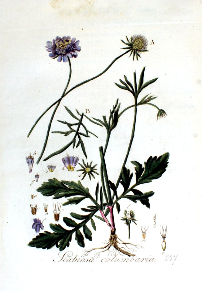 Scabiosa columbaria — Flora Batava — Volume v3