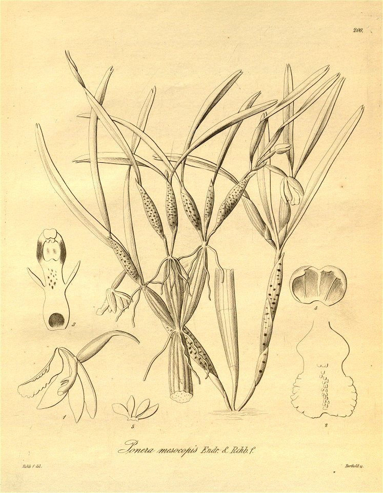 Scaphyglottis mesocopis (as syn. Ponera mesocopis) - Xenia 2 pl 200