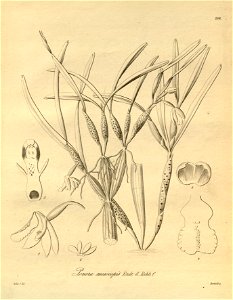 Scaphyglottis mesocopis (as syn. Ponera mesocopis) - Xenia 2 pl 200