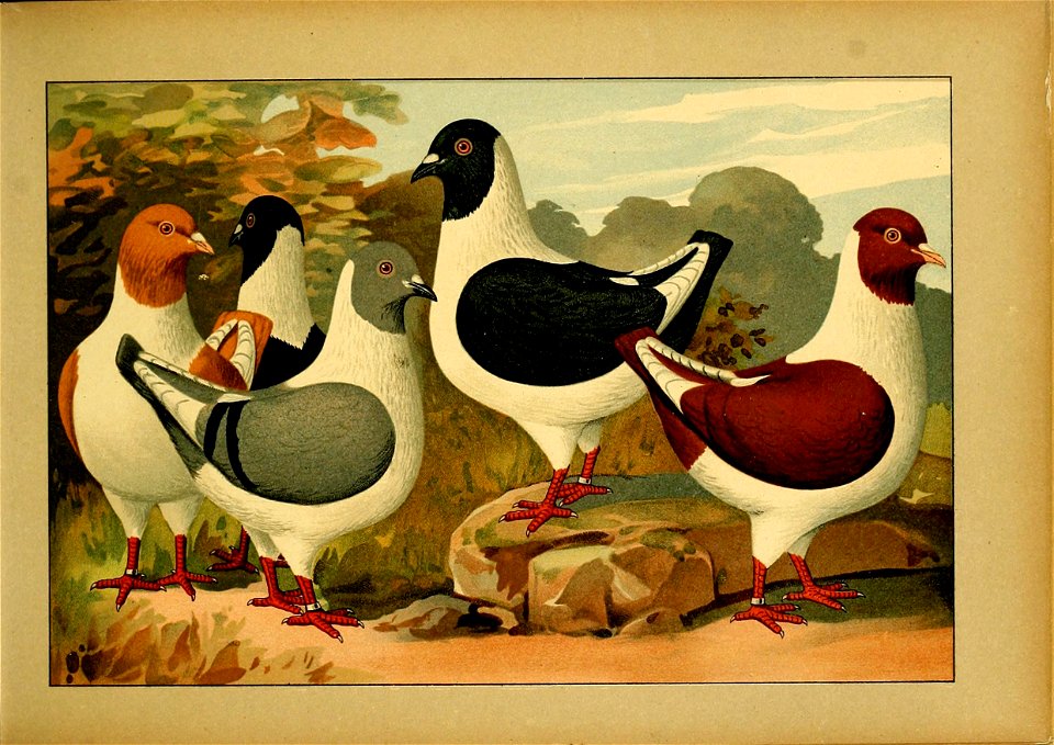 Schachtzabel 1906 Tafel 05