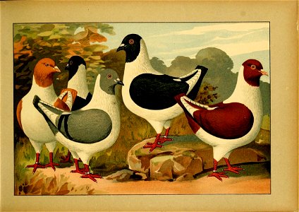 Schachtzabel 1906 Tafel 05