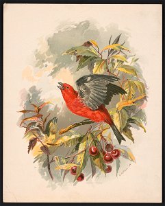 Scarlet tanager on a cherry tree branch) - H.W. Herrick LCCN2016652365