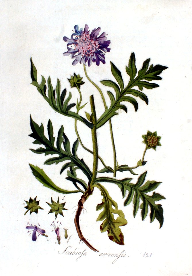 Scabiosa arvensis — Flora Batava — Volume v2