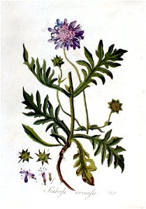 Scabiosa arvensis — Flora Batava — Volume v2