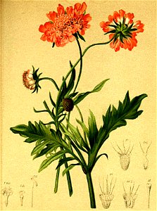 Scabiosa lucida Atlas Alpenflora