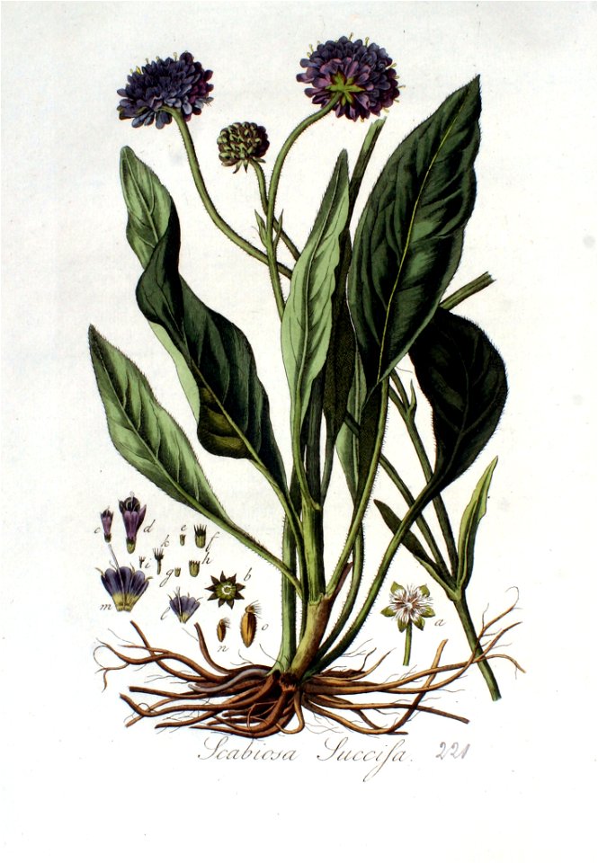 Scabiosa succisa — Flora Batava — Volume v3