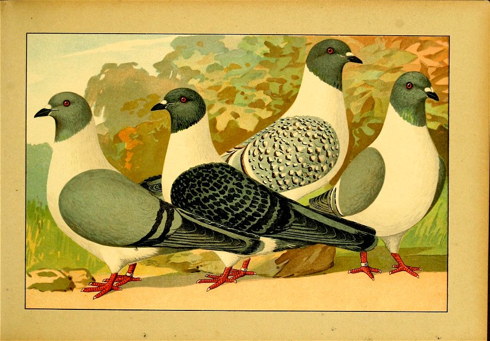 Schachtzabel 1906 Tafel 19