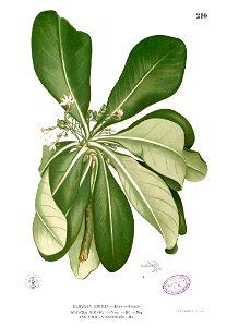 Scaevola taccada Blanco1.210