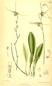 Scaphosepalum gibberosum (as Masdevallia gibberosa) - Curtis' 114 (Ser. 3 no. 44) pl. 6990 (1888)