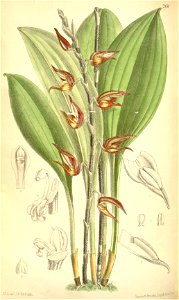 Scaphosepalum pulvinare