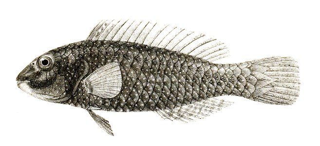 Scarichthys caeruleopunctatus Mintern 87