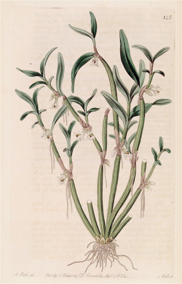 Scaphyglottis prolifera (as Isochilus proliferus) - Bot. Reg. 10 pl. 825 (1824)