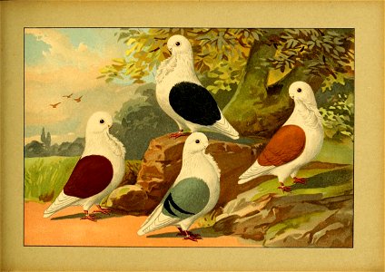 Schachtzabel 1906 Tafel 68