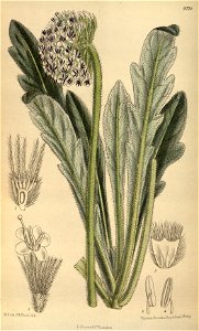 Scabiosa hookeri 144-8774