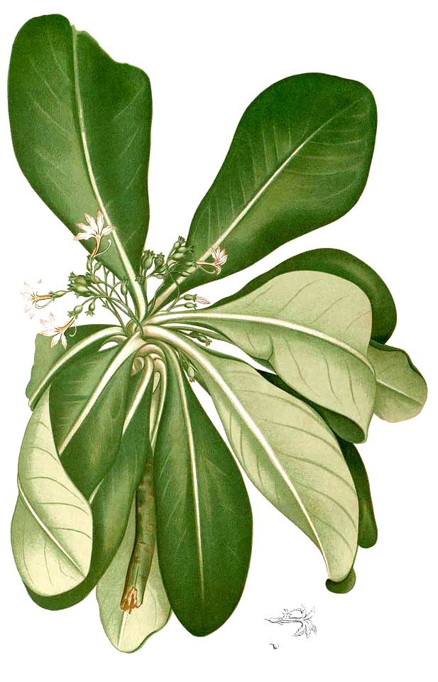 Scaevola taccada Blanco1.210-cropped