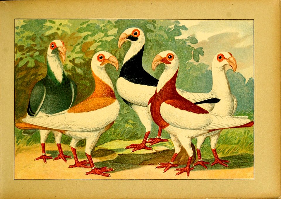 Schachtzabel 1906 Tafel 11