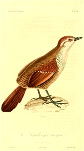 Scelorchilus albicollis 1831