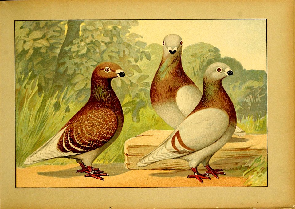 Schachtzabel 1906 Tafel 13