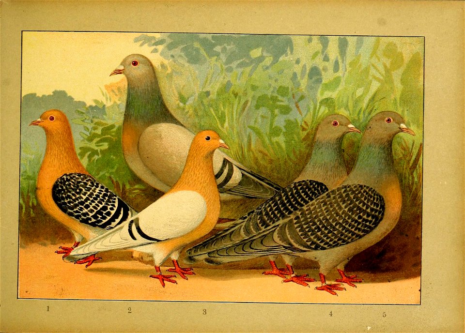 Schachtzabel 1906 Tafel 22