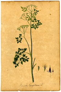 Scandix cerefolium Mann