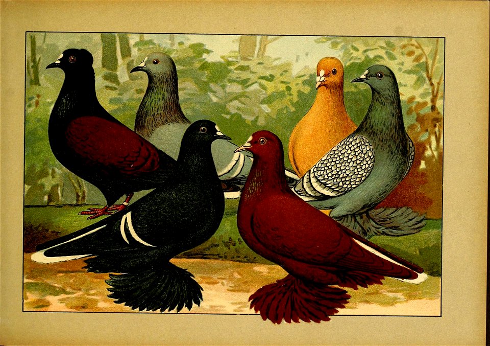 Schachtzabel 1906 Tafel 29