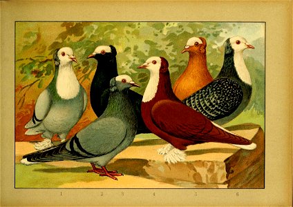 Schachtzabel 1906 Tafel 32