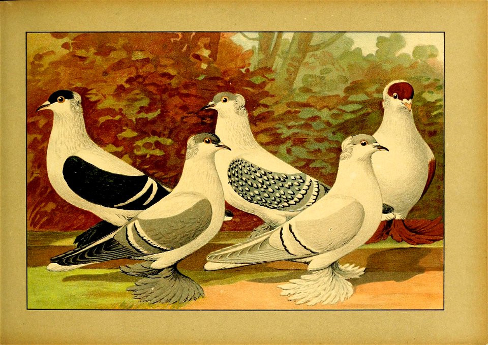 Schachtzabel 1906 Tafel 35