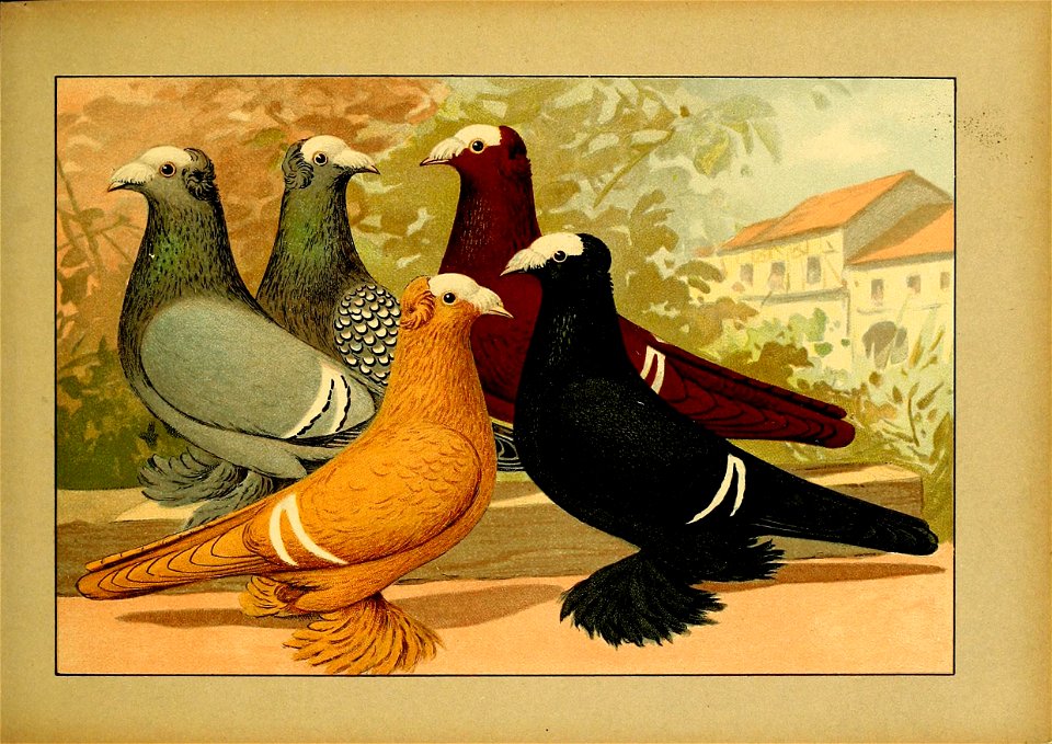 Schachtzabel 1906 Tafel 34