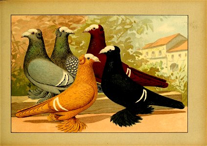 Schachtzabel 1906 Tafel 34