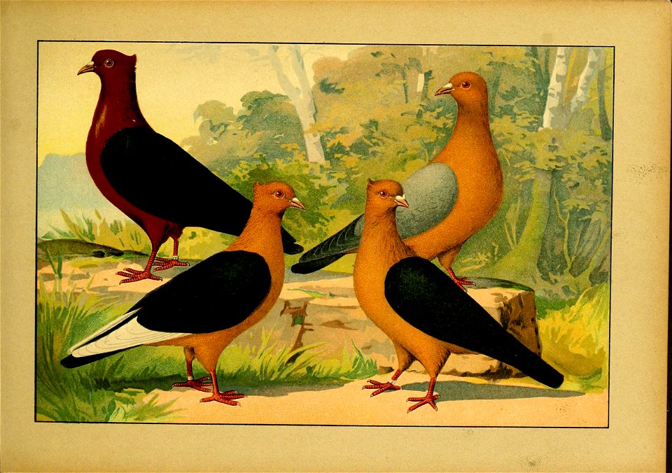 Schachtzabel 1906 Tafel 24