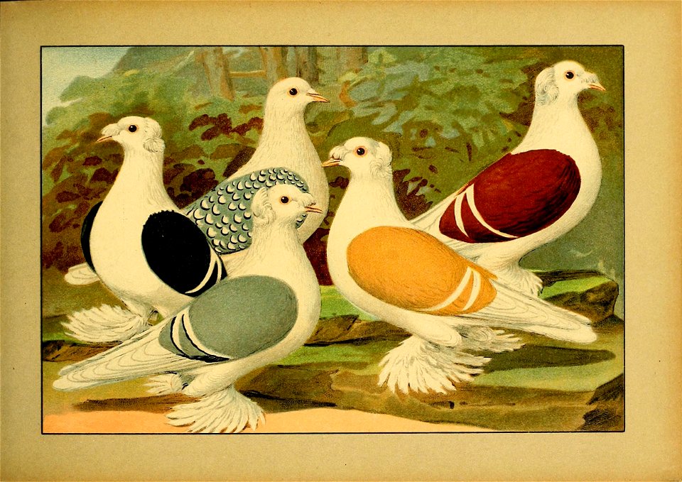 Schachtzabel 1906 Tafel 37