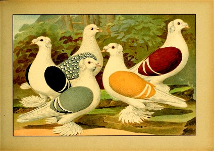 Schachtzabel 1906 Tafel 37