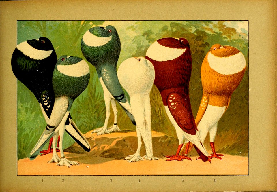Schachtzabel 1906 Tafel 63