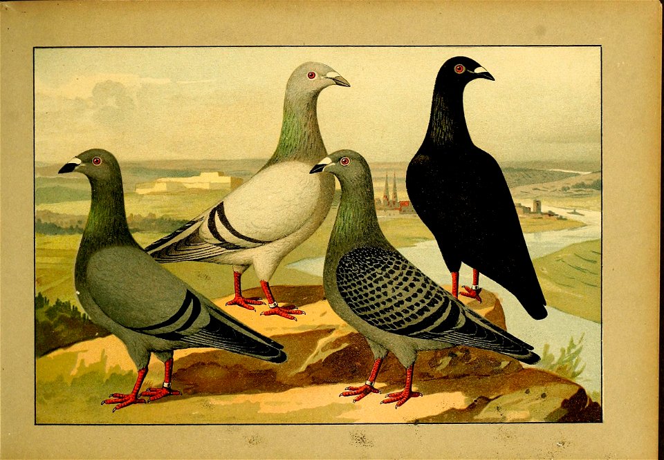 Schachtzabel 1906 Tafel 17