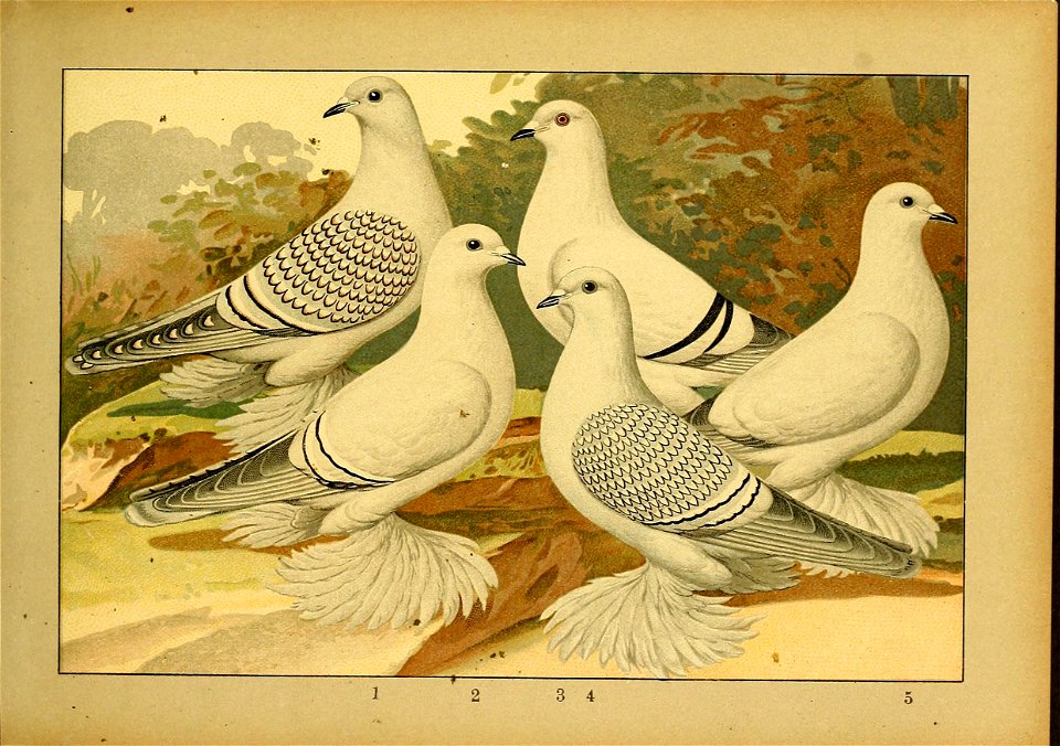 Schachtzabel 1906 Tafel 26