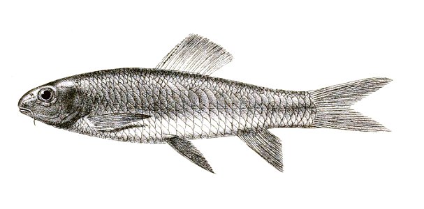 Scaphiodon irregularis Day 135