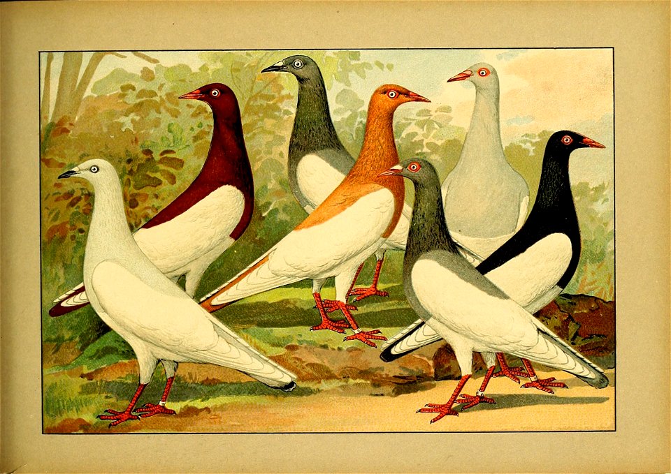 Schachtzabel 1906 Tafel 83
