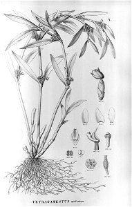 Scaphyglottis (Tetragamestus ) modesta - Fl. Br. 3-5-4. Free illustration for personal and commercial use.