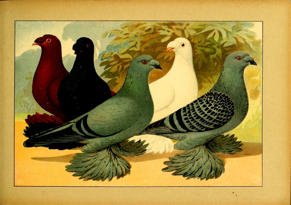 Schachtzabel 1906 Tafel 49
