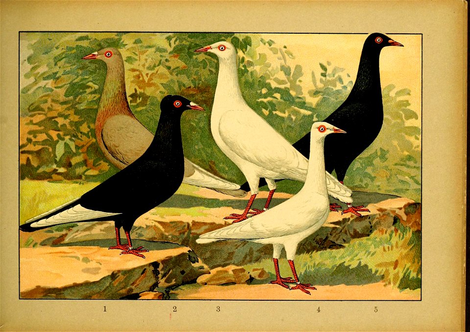Schachtzabel 1906 Tafel 81